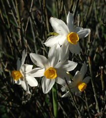 Narcissus tazetta