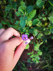 Lycianthes lycioides