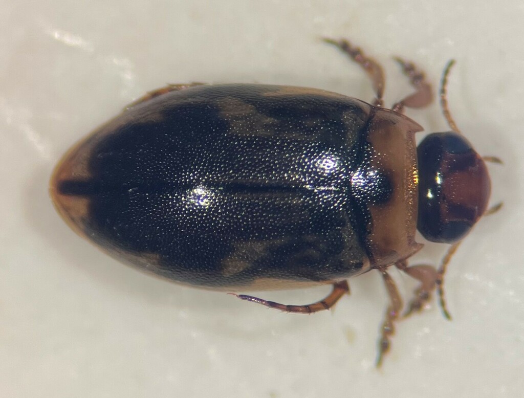 Hygrotus patruelis
