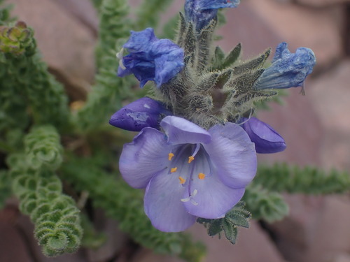 Sticky polemonium (Polemonium viscosum)