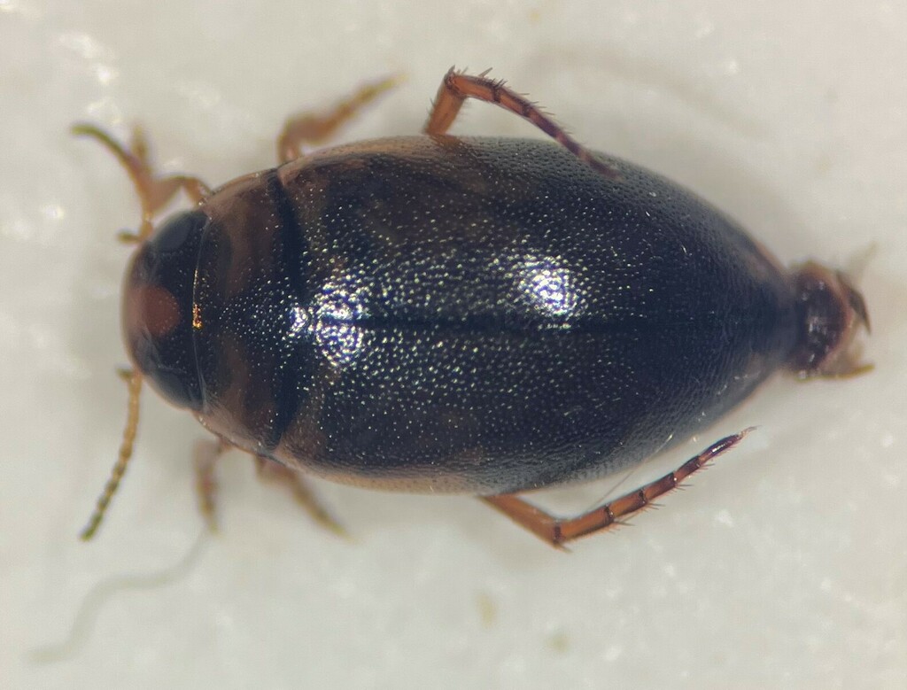 Hygrotus suturalis