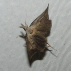 Acrolophus mortipennella