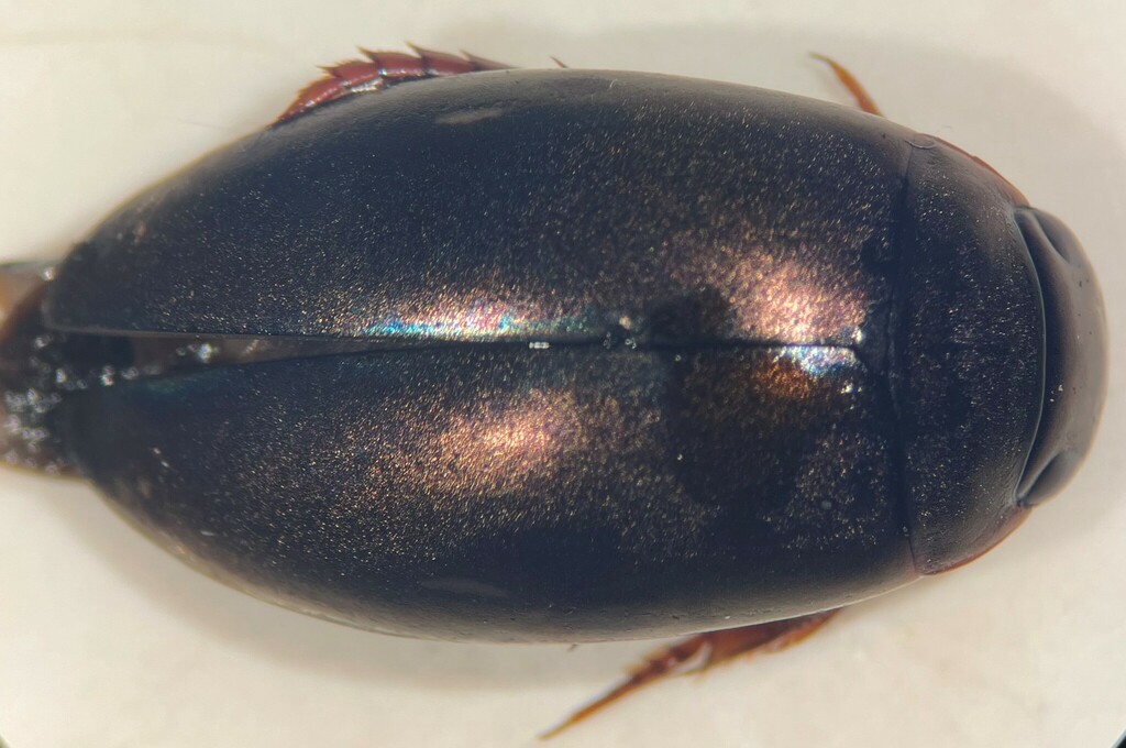 Ilybius subaeneus