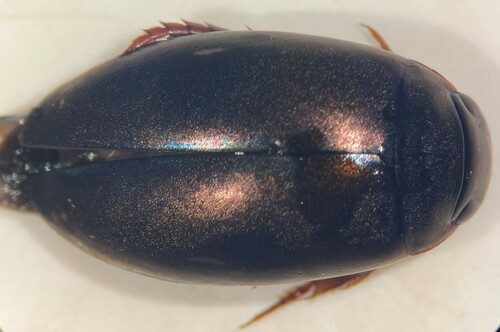 Ilybius subaeneus