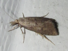 Acrolophus mortipennella
