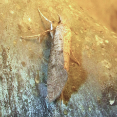 Acrolophus mortipennella