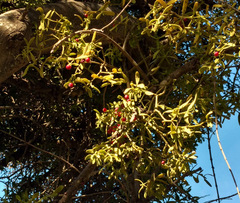 Viscum cruciatum