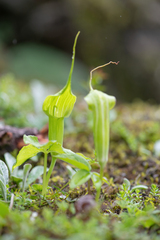 Arisaema jacquemontii, photograph Morten Ross, CC BY, iNaturalist via GBIF