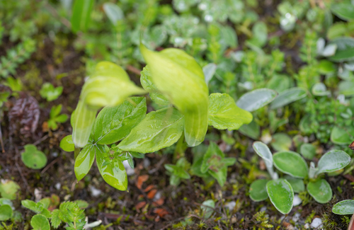 Arisaema jacquemontii, photograph 5