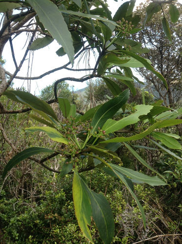 Pseudopanax crassifolius