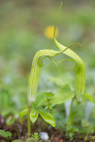 Arisaema jacquemontii, photograph 4