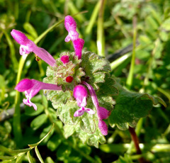 Lamium amplexicaule