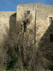 Prunus amygdalus