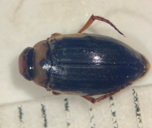 Hygrotus infuscatus