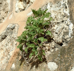 Hyoscyamus aureus