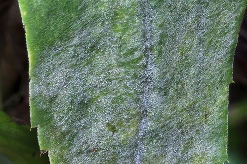 Golovinomyces asterum