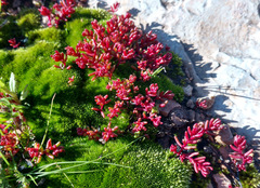 Sedum microcarpum