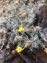 Helichrysum galpinii