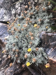 Helichrysum galpinii
