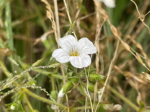 Cerastium afromontanum