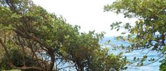 Tabebuia heterophylla
