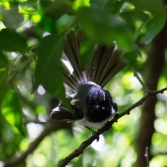 Trochocercus cyanomelas cyanomelas