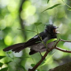 Trochocercus cyanomelas cyanomelas