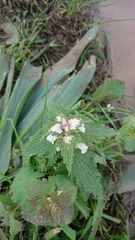 Lamium moschatum