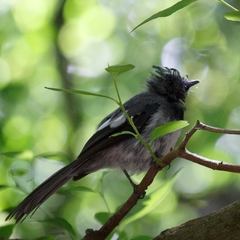 Trochocercus cyanomelas cyanomelas