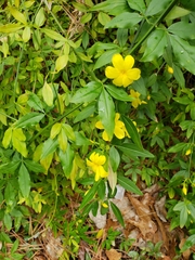 Jasminum mesnyi