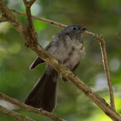 Trochocercus cyanomelas cyanomelas