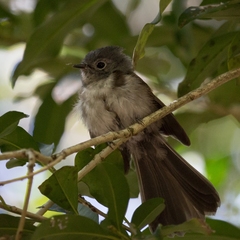 Trochocercus cyanomelas cyanomelas