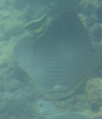 Chaetodon triangulum