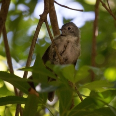 Trochocercus cyanomelas cyanomelas