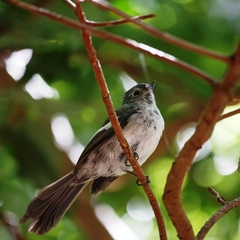 Trochocercus cyanomelas
