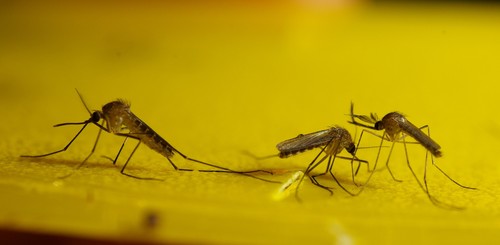 Southern House Mosquito