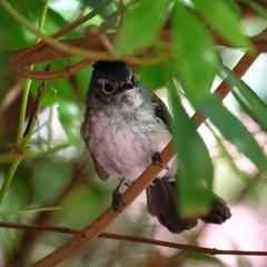 Trochocercus cyanomelas