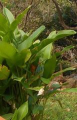 Heliconia latispatha