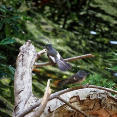 Trochocercus cyanomelas cyanomelas