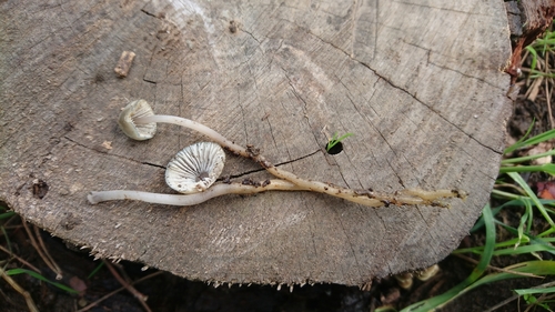 Mycena seynii