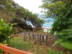 Heliconia latispatha