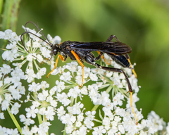 Exetastes fornicator nervulus