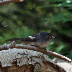Trochocercus cyanomelas cyanomelas