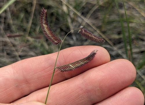 Blue grama