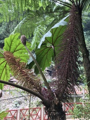 Gunnera insignis