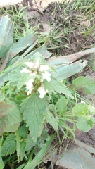 Lamium moschatum