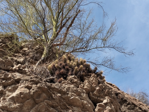 Echinocereus brandegeei