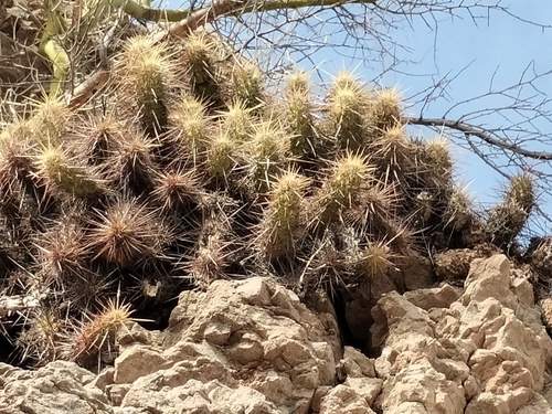 Echinocereus brandegeei