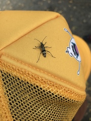 Chlorophorus signaticollis