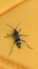 Chlorophorus signaticollis